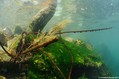 scuba diving photo