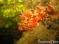 scuba diving photo