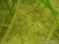 scuba diving photo