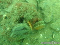 scuba diving photo