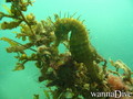 scuba diving photo