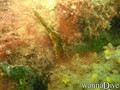 scuba diving photo