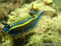 scuba diving photo