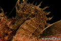 scuba diving photo