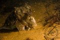 scuba diving photo
