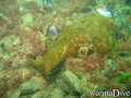scuba diving photo