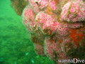 scuba diving photo