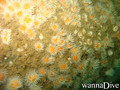 scuba diving photo