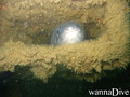 scuba diving photo