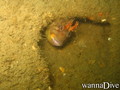 scuba diving photo