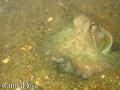 scuba diving photo