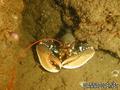 scuba diving photo
