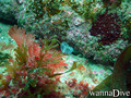 scuba diving photo