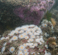 scuba diving photo