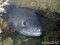 scuba diving photo