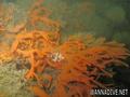 scuba diving photo