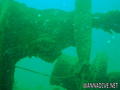 scuba diving photo