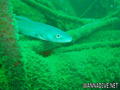 scuba diving photo