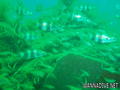 scuba diving photo