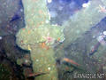 scuba diving photo
