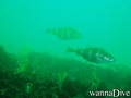scuba diving photo