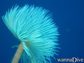 scuba diving photo