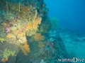 scuba diving photo