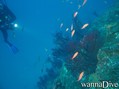 scuba diving photo