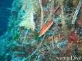 scuba diving photo