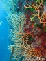scuba diving photo