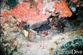 scuba diving photo