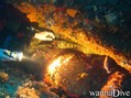 scuba diving photo