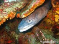 scuba diving photo