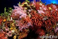 scuba diving photo
