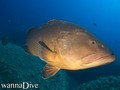 scuba diving photo