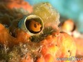 scuba diving photo