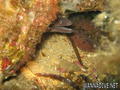 scuba diving photo