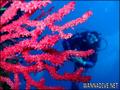 scuba diving photo