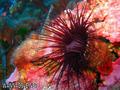 scuba diving photo
