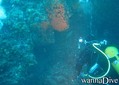 scuba diving photo