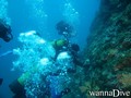 scuba diving photo
