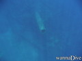 scuba diving photo