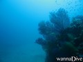 scuba diving photo