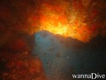 scuba diving photo