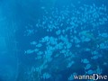 scuba diving photo