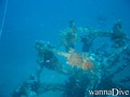 scuba diving photo