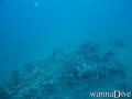 scuba diving photo
