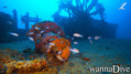 scuba diving photo