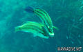 scuba diving photo