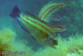 scuba diving photo